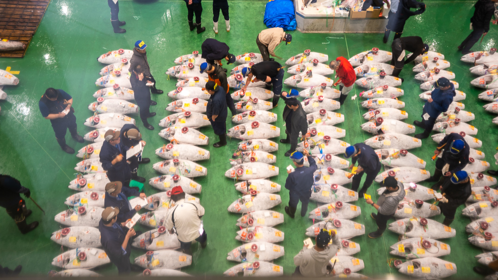 Tuna auction @Toyosu fish market