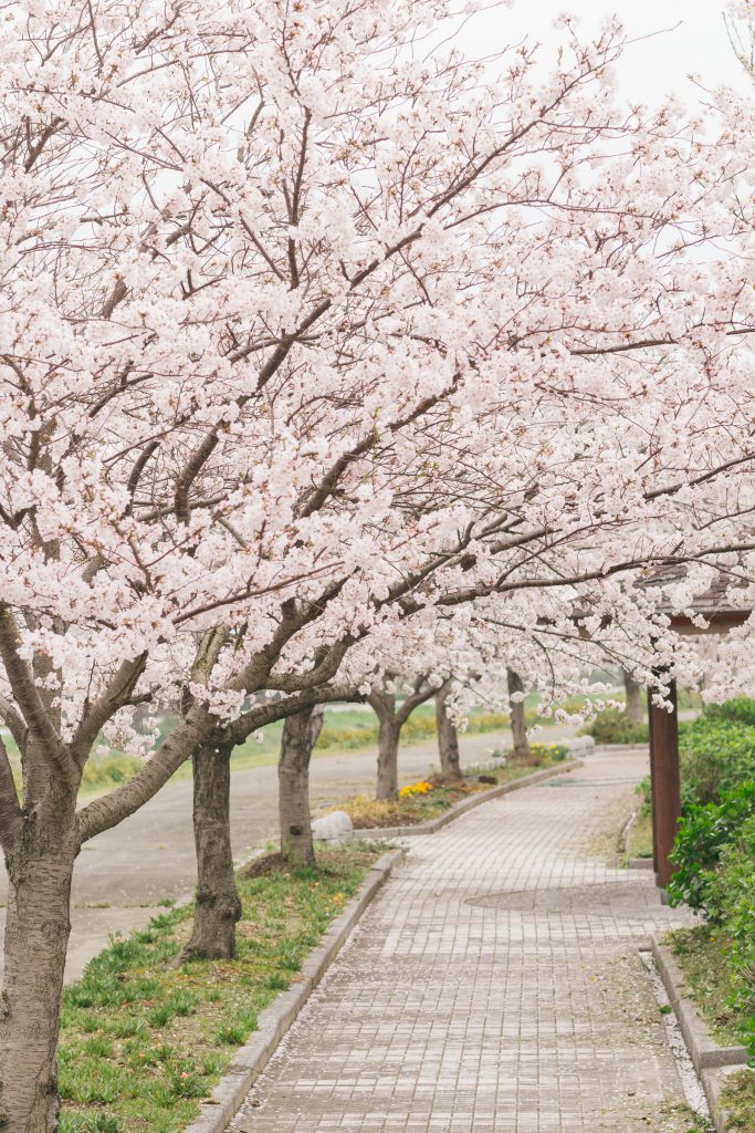 WALKING THROUGH A FIELD OF CHERRY BLOSSOM TREES