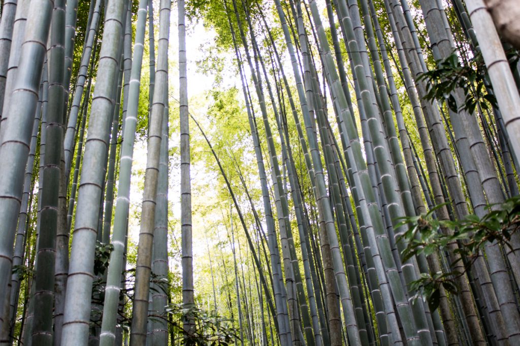 bamboo forest in hokokuji in kamakura