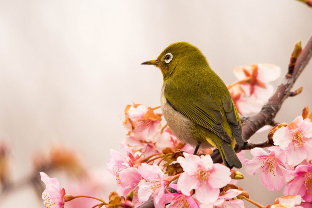 sakura with a bird